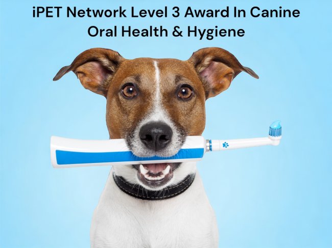 iPET Network Level 3 Award in Canine Oral Health & Hygiene