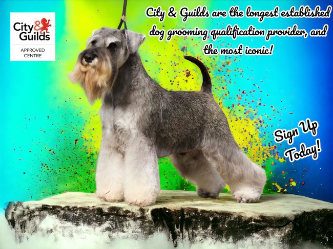 City & Guilds Dog Grooming Courses