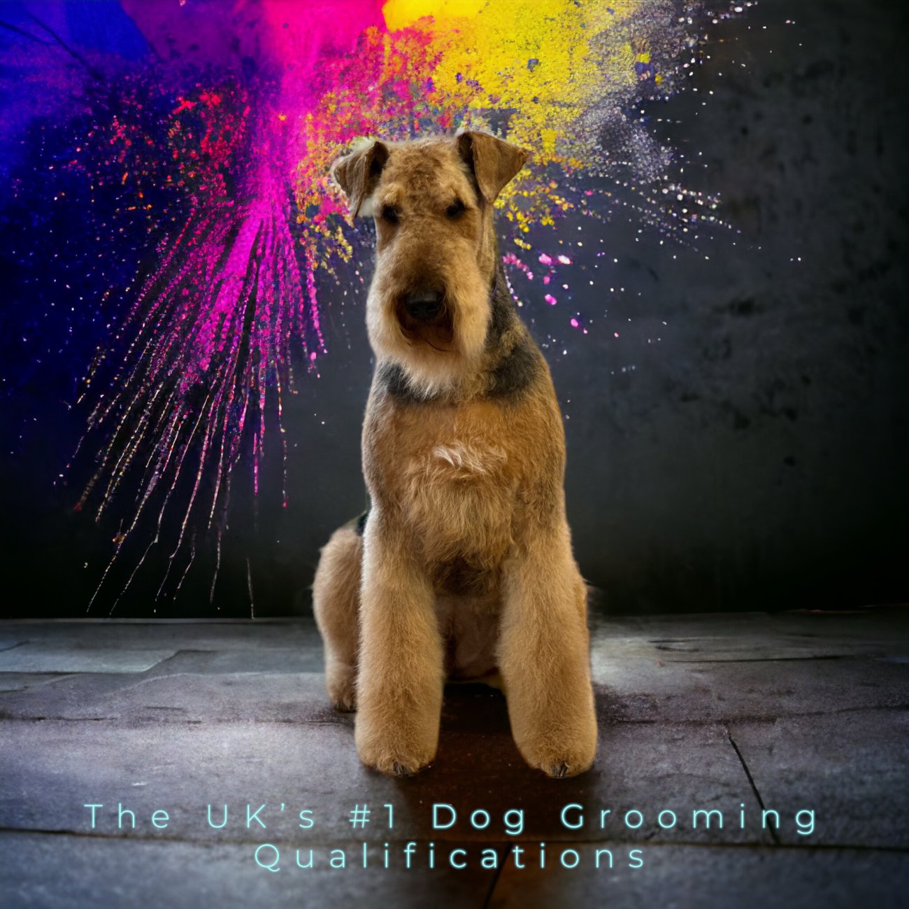 All Inclusive Professional City & Guilds Dog Grooming Course Just4Paws