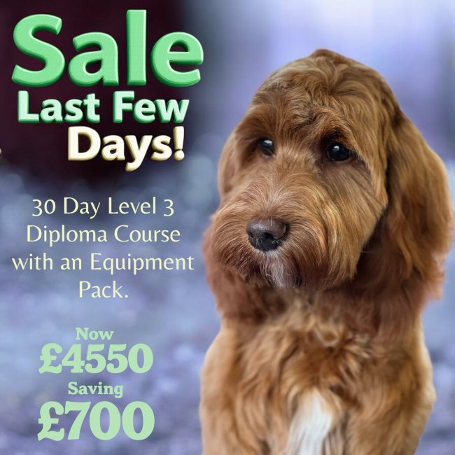 Dog grooming courses