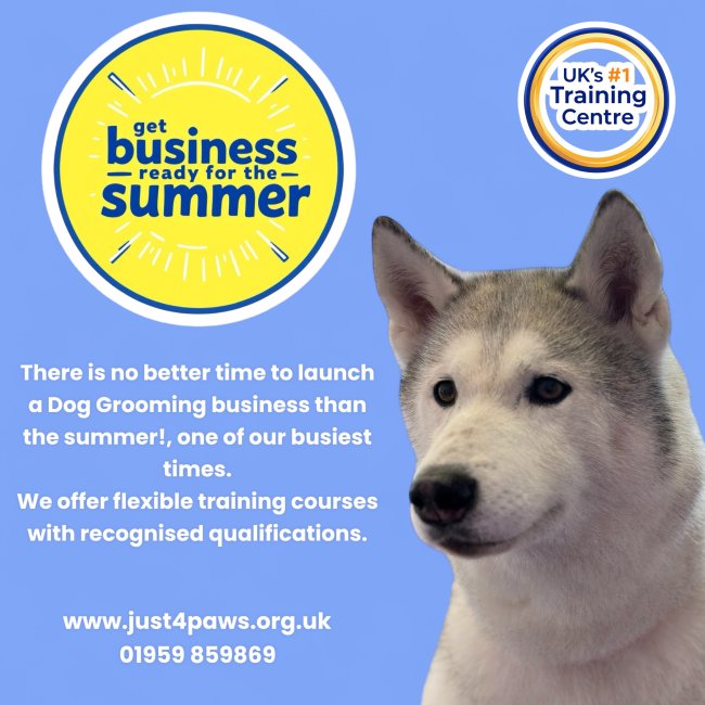 Dog grooming qualifications 