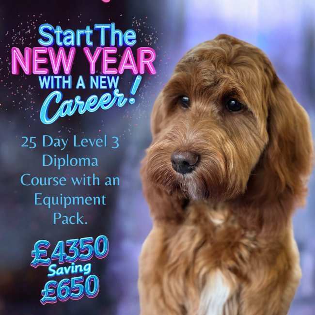 Dog grooming course offer