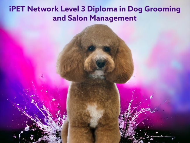 iPet Network Level 3 Diploma