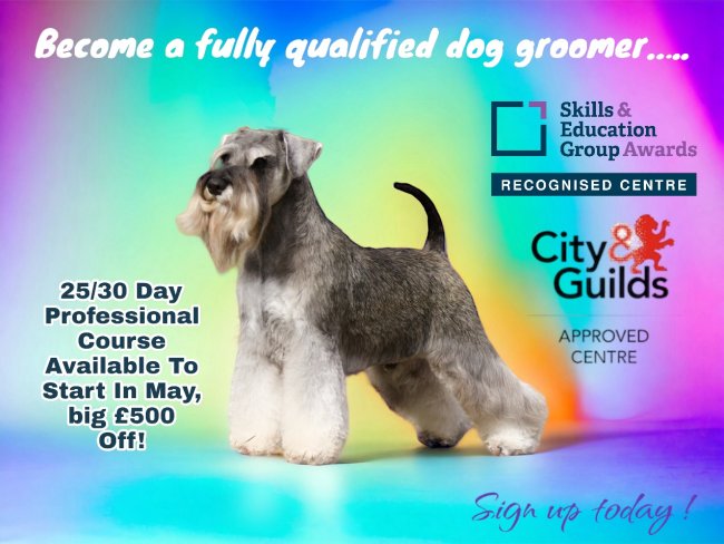 Dog grooming course offer