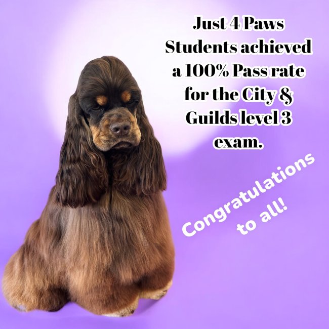 Dog grooming results