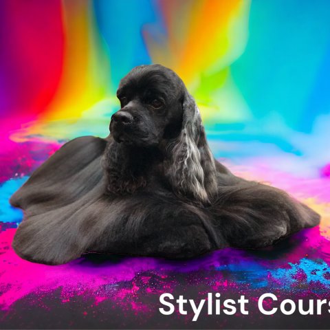 Professional City & Guilds Dog Grooming Course Level 3 Diploma