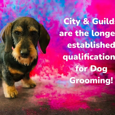 City & Guilds Dog Grooming Qualifications