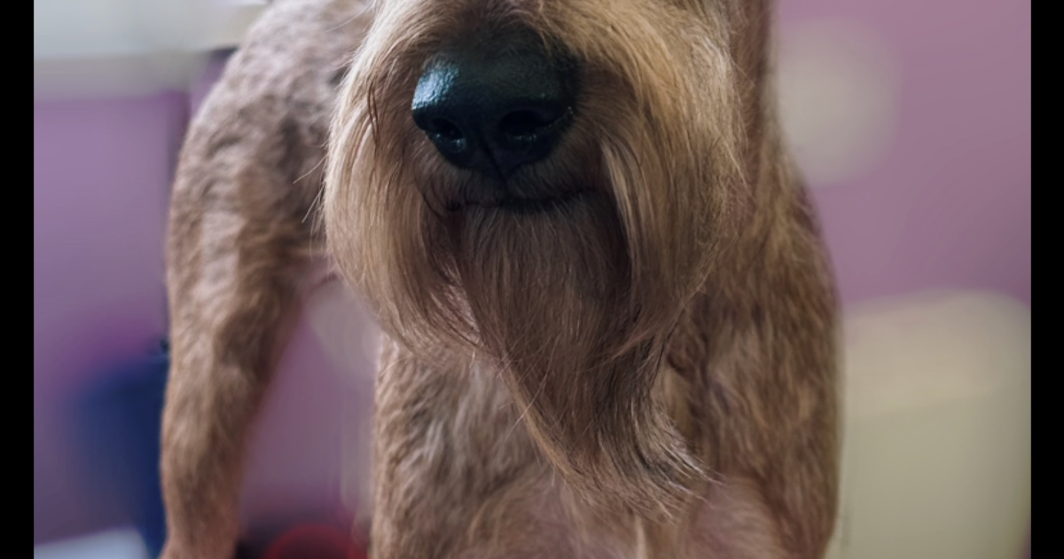 Are you confused about how to choose the right dog grooming course or