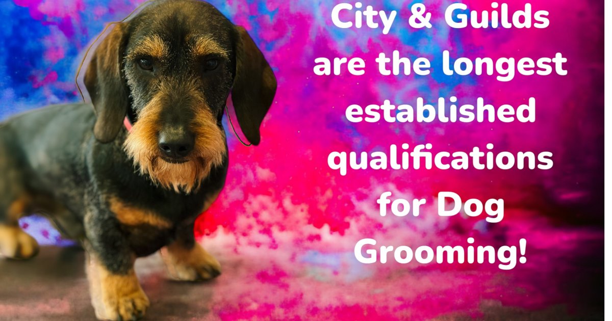 City & Guilds Dog Grooming Qualifications Just4Paws
