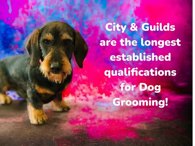 City & Guilds Dog Grooming Qualifications